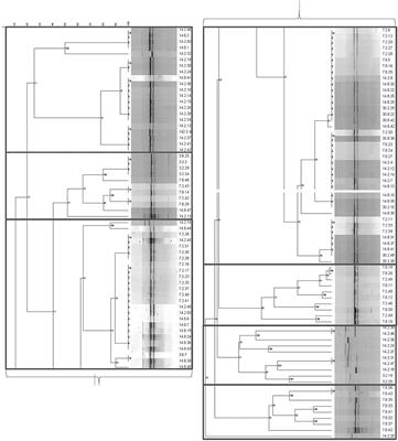 Levilactobacillus brevis, autochthonous to cucumber fermentation, is unable to utilize citric acid and encodes for a putative 1,2-propanediol utilization microcompartment